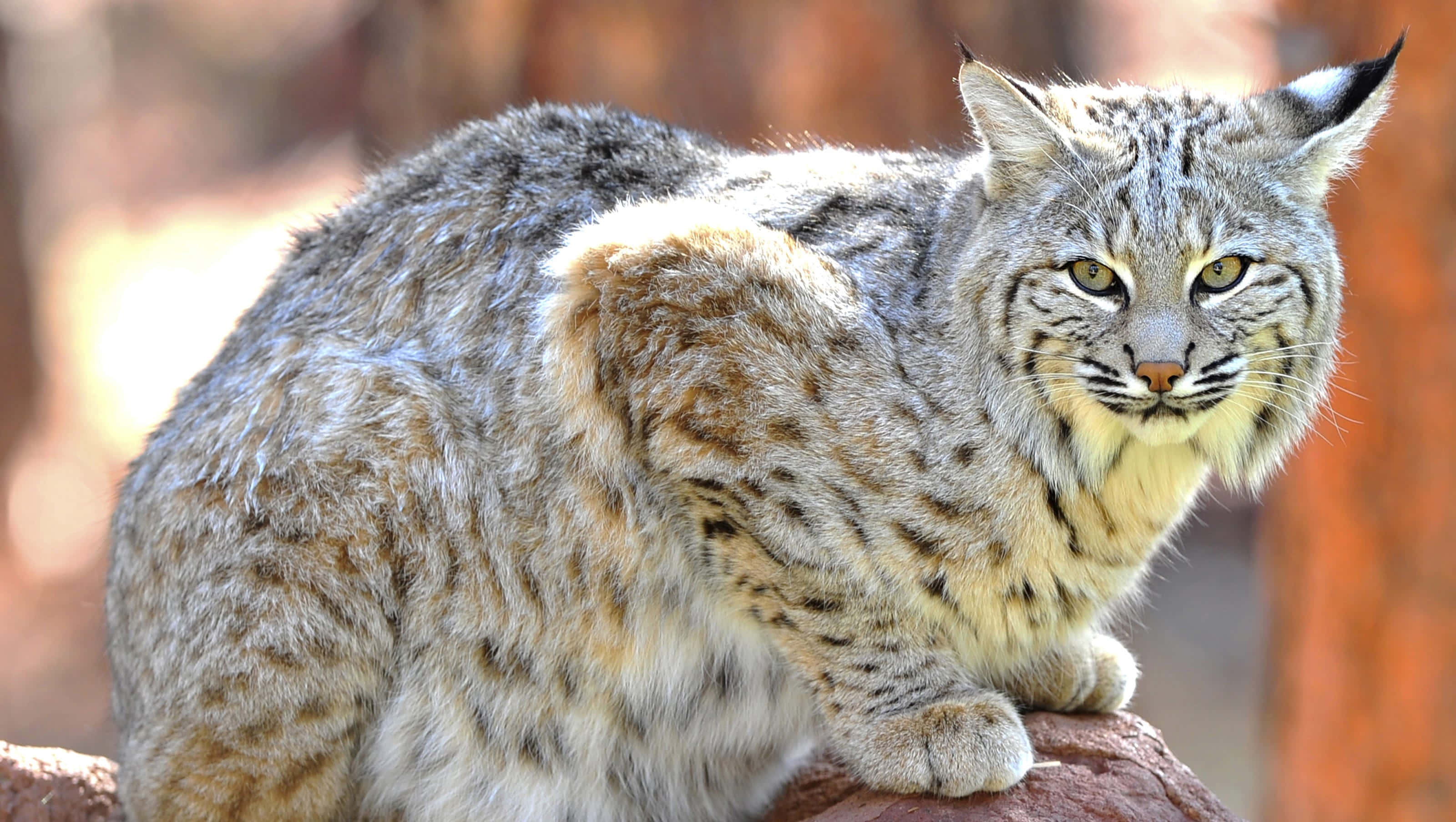 bobcat, natural habitat, sunlit rock, 2K Desktop Wallpaper