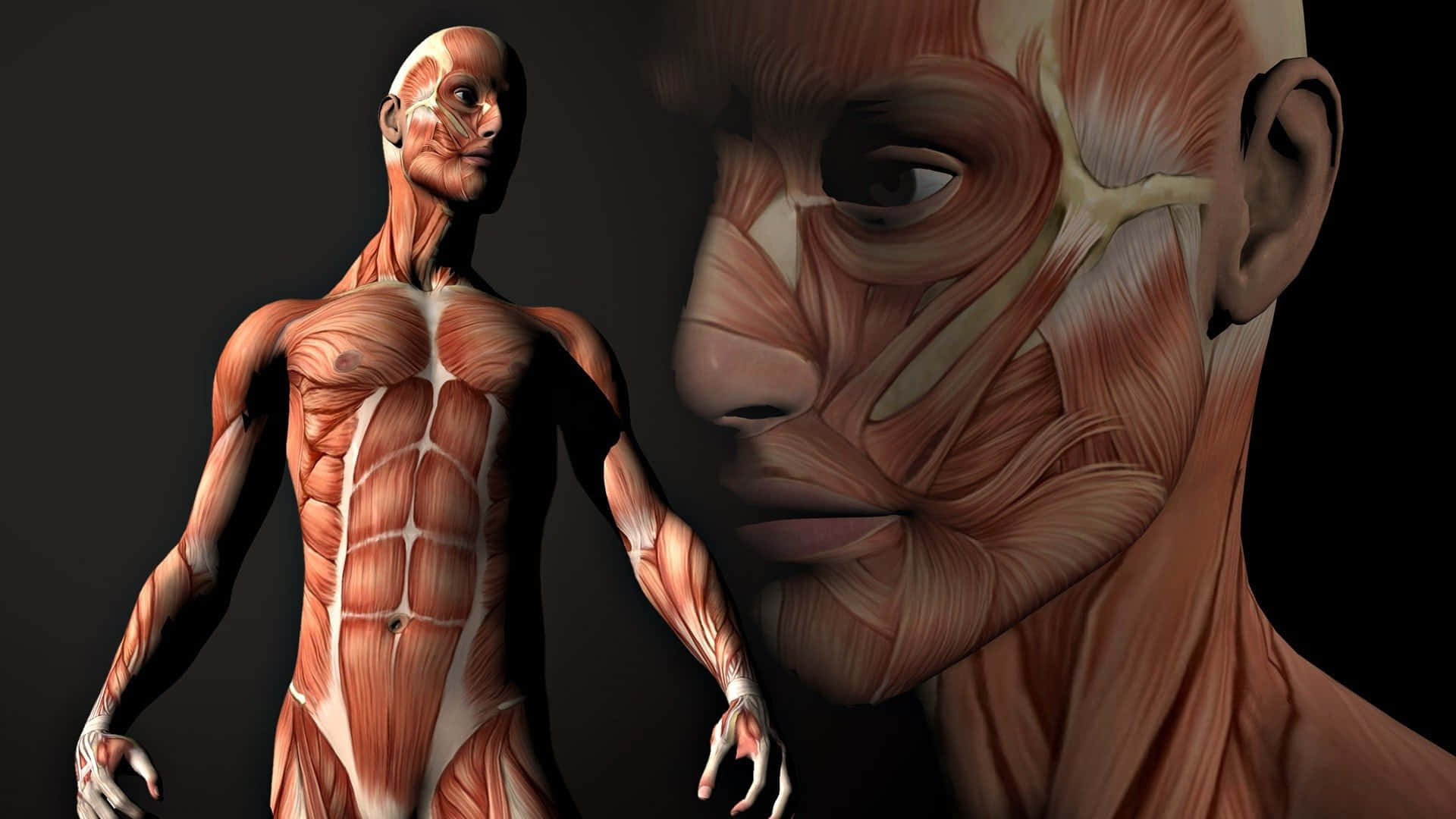 human muscular system, 3d-render, human figure, Full HD Desktop Wallpaper