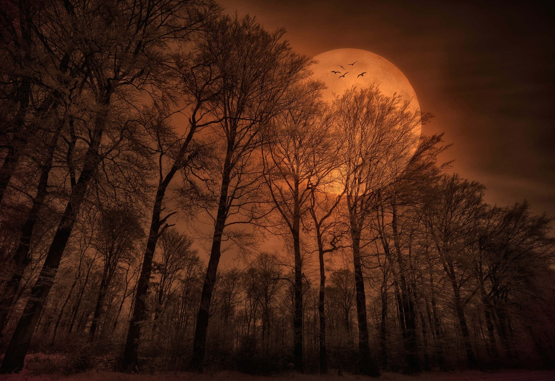 moon lighting, massive glowing orange moon, haunting forest at night, Full HD Desktop Wallpaper