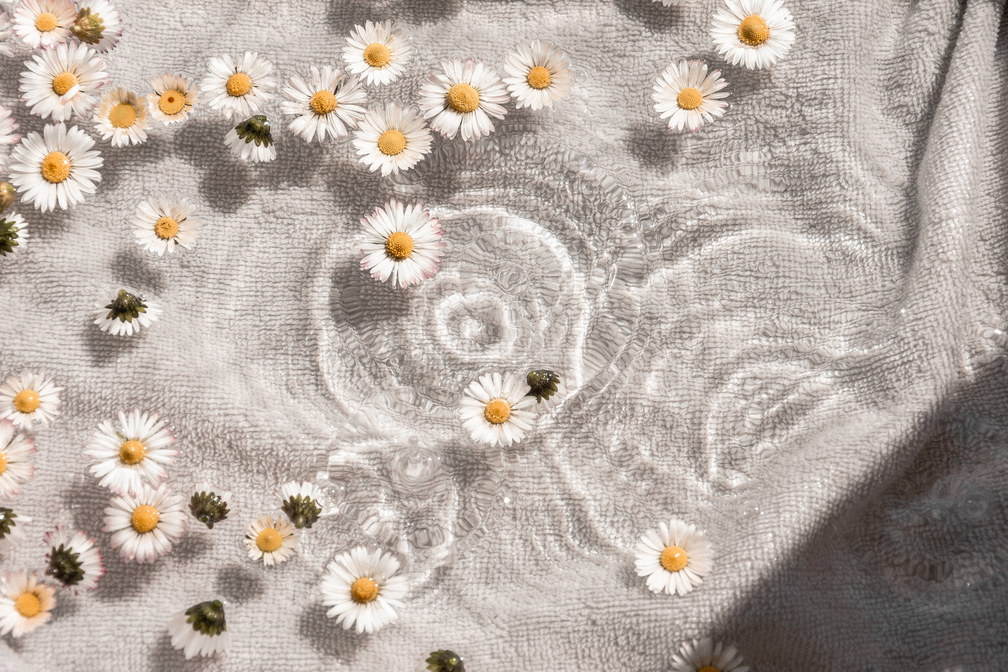 white daisies, yellow centers, textured gray fabric surface, 2K Desktop Wallpaper