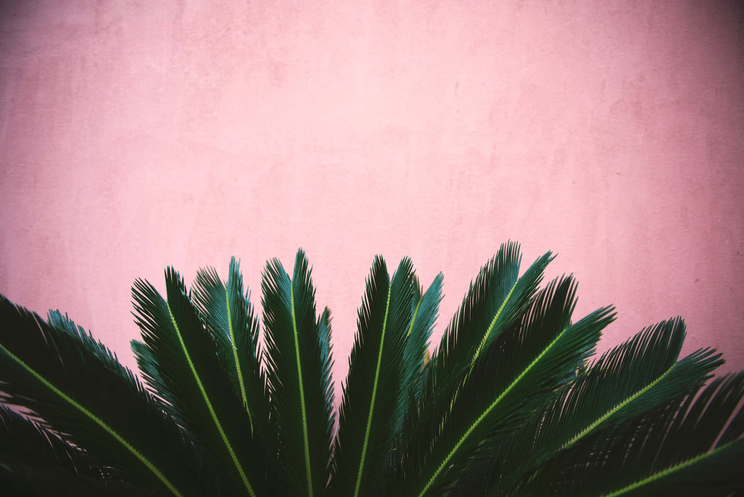 Boho computer, vibrant green cycad fronds, textured dusty pink wall, Full HD Desktop Wallpaper