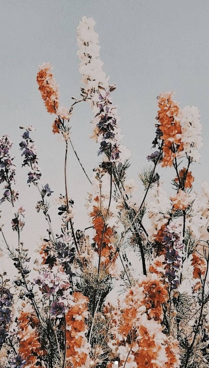 Tall Flowers, orange white and purple flowers, soft gray sky, HD Phone Wallpaper