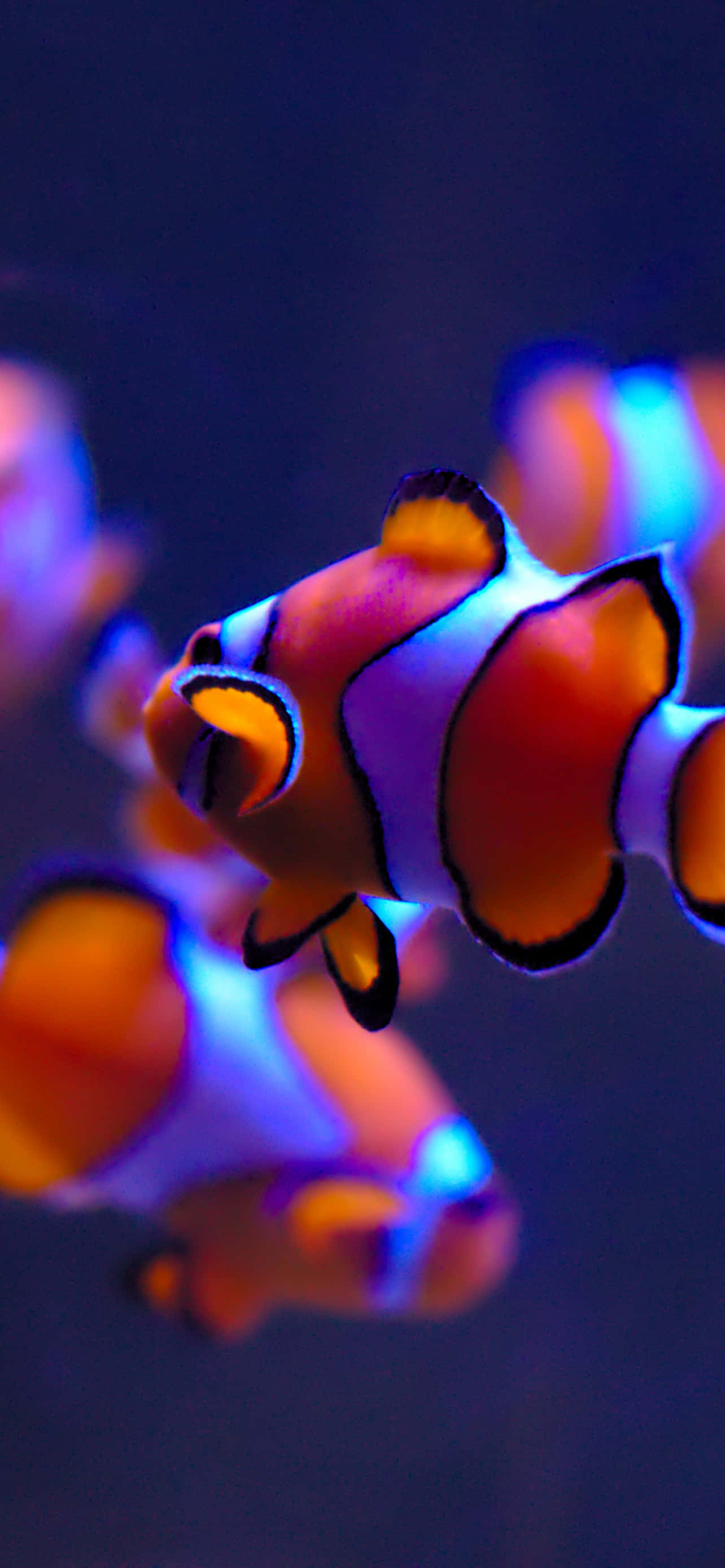 Aquarium iPhone, clownfish, orange, 2K Phone Wallpaper