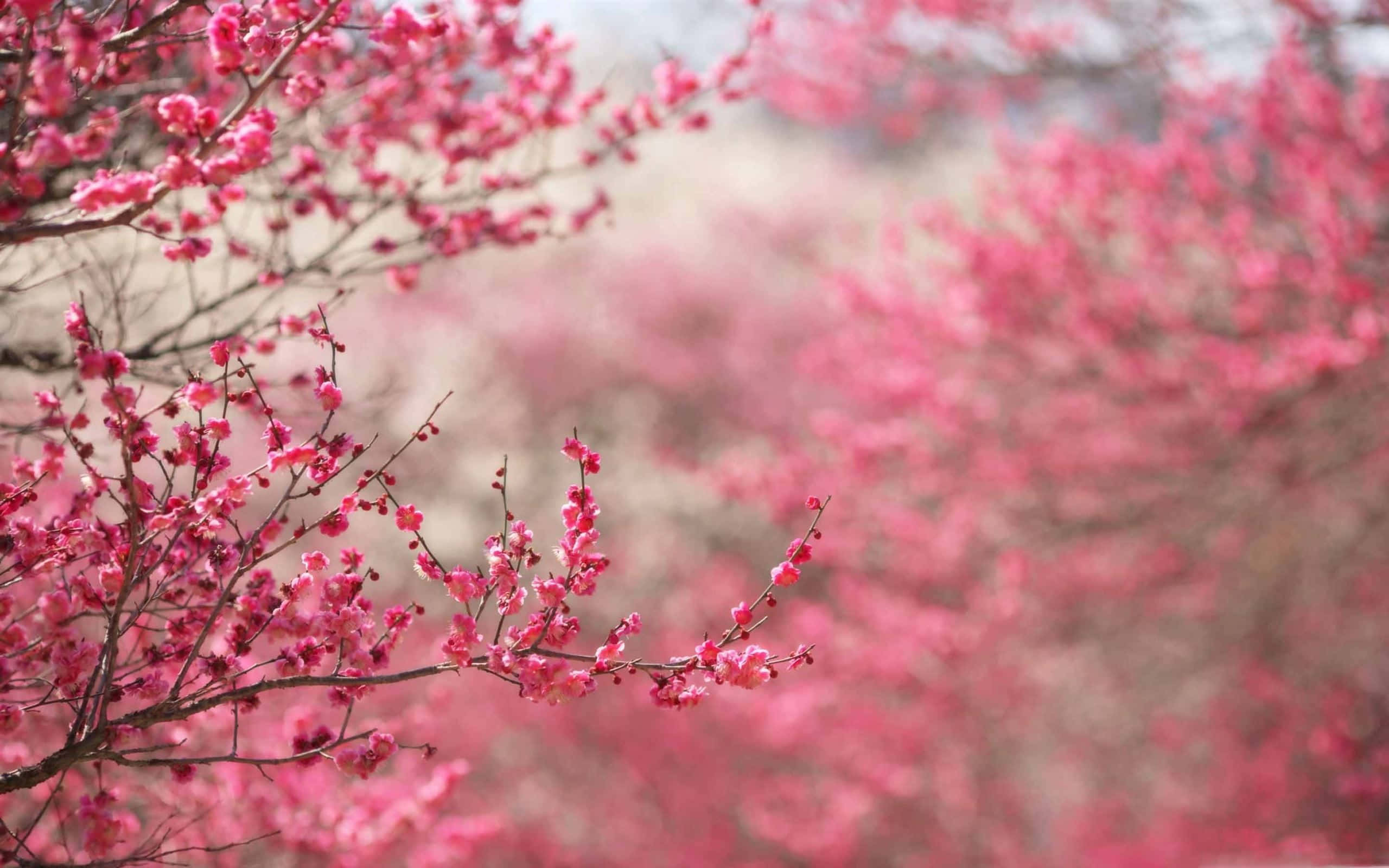 Pink Flowers, Spring, Boho Mac, 2K Desktop Wallpaper