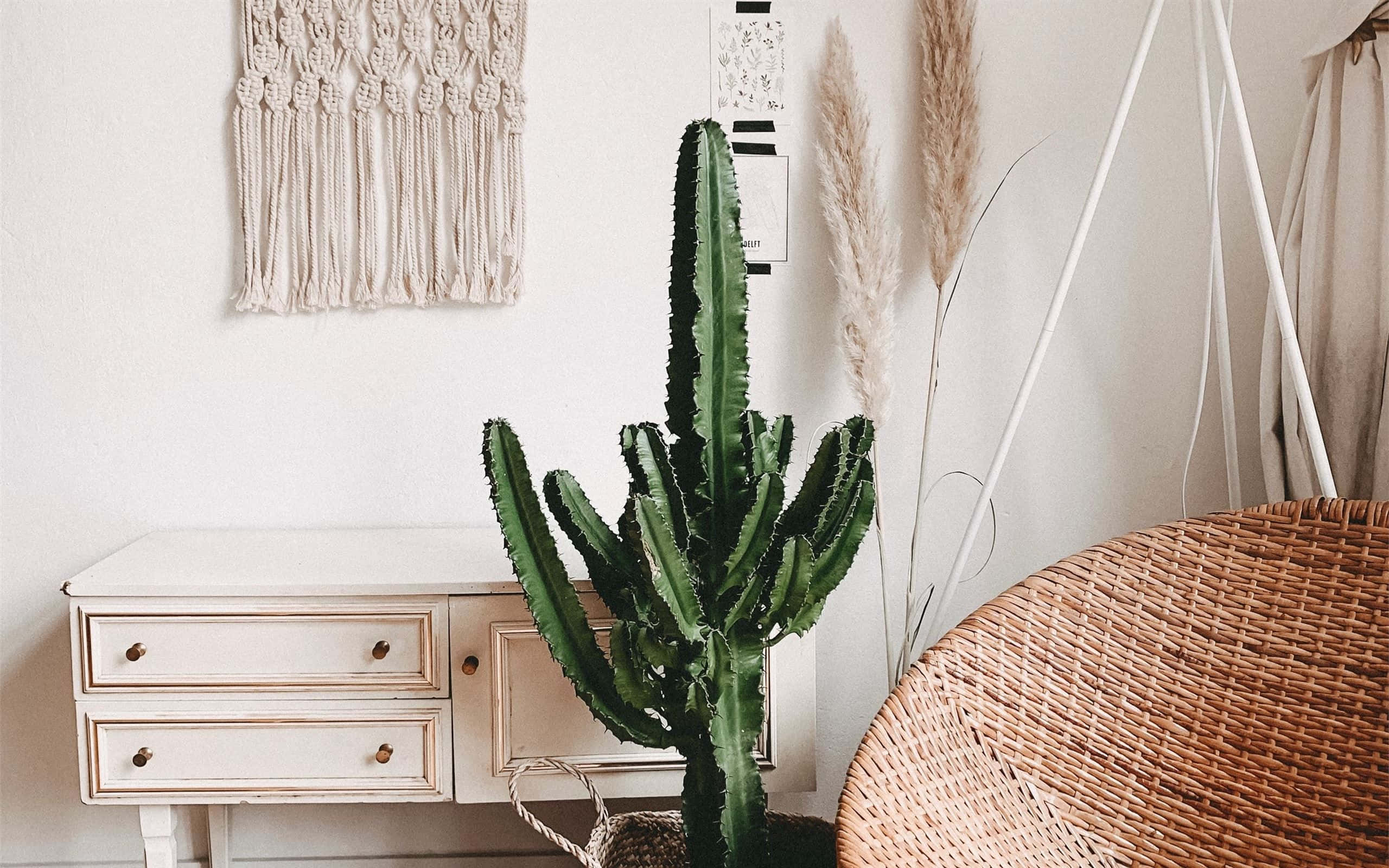 boho mac, green cactus, woven basket, 2K Desktop Wallpaper