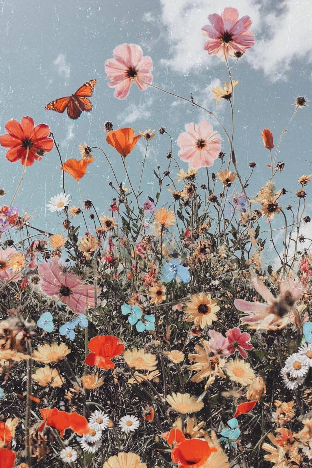 cosmos, daisies, monarch butterfly, HD Phone Wallpaper