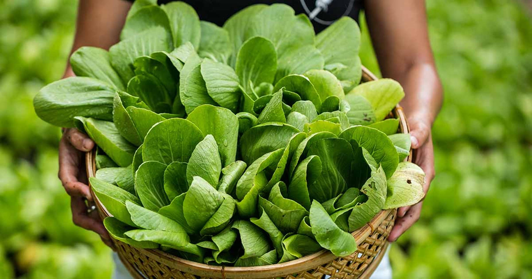 bok choy, woven basket, fresh vibrant green leafy vegetables, HD Desktop Wallpaper