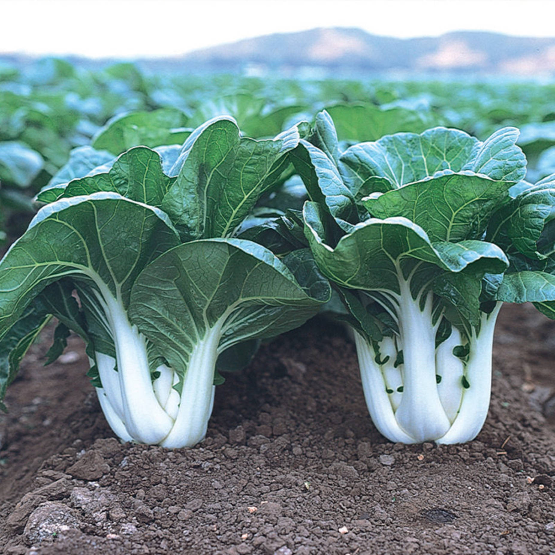 bok choy, vegetable garden, rich soil, HD Desktop Wallpaper