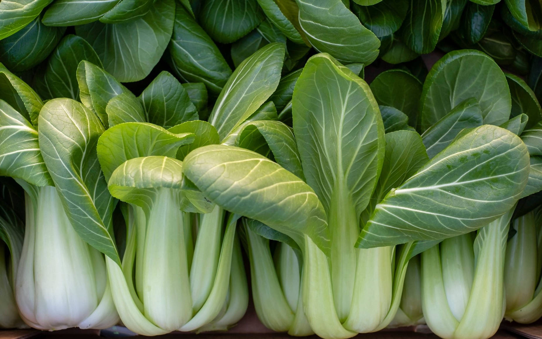 bok choy, Chinese cabbages, vibrant green leaves, HD Desktop Wallpaper