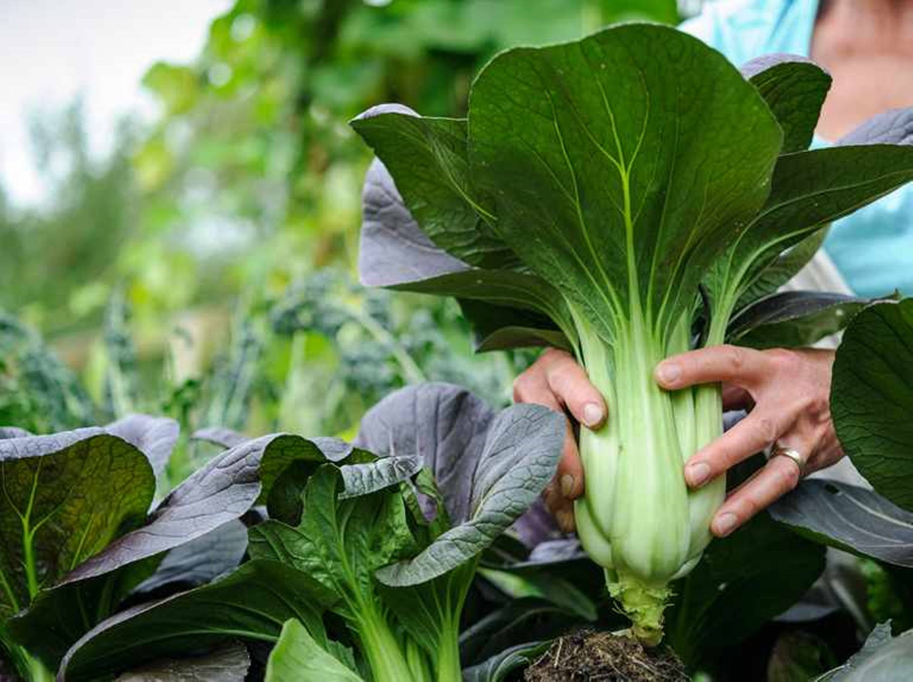 bok choy, vibrant green leaves, crisp white stems, HD Desktop Wallpaper