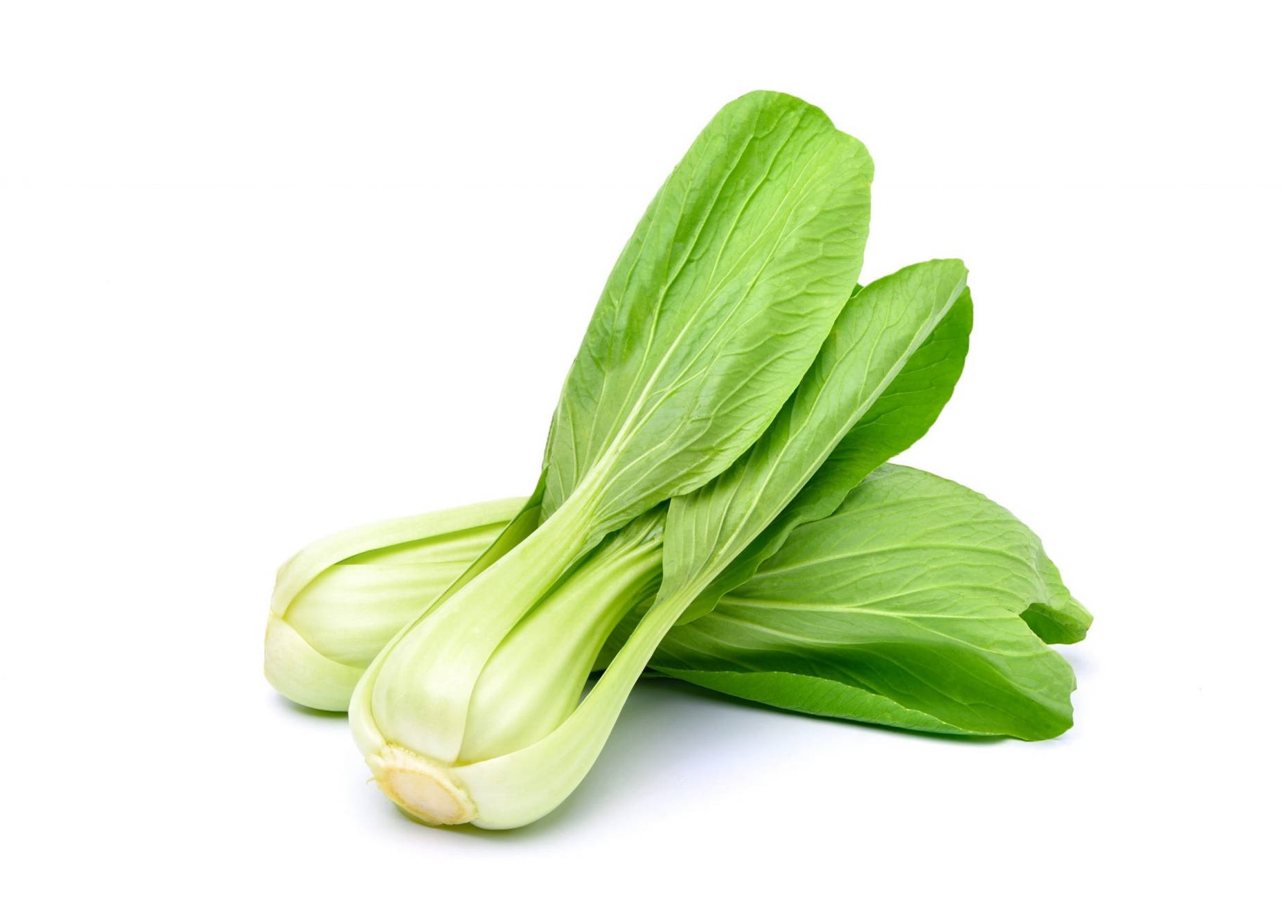 bok choy, green leaves, white background, HD Desktop Wallpaper