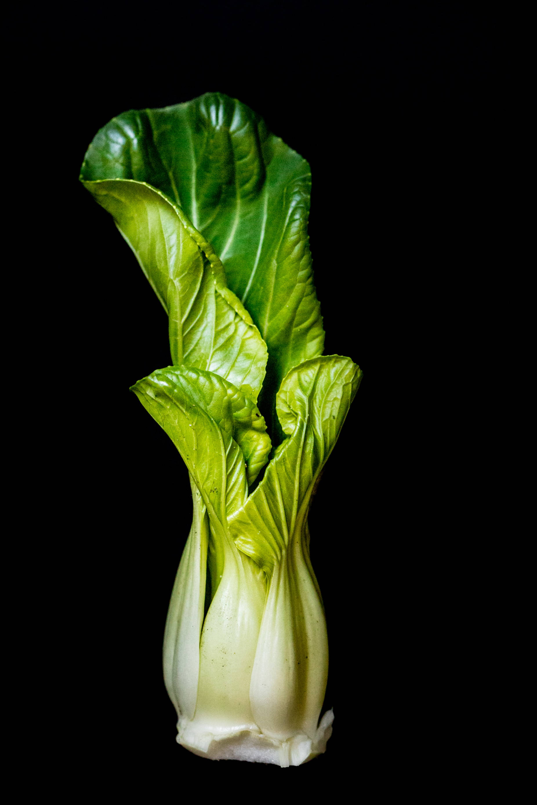 bok choy, crisp bok choy, vibrant green leaves, 2K Phone Wallpaper