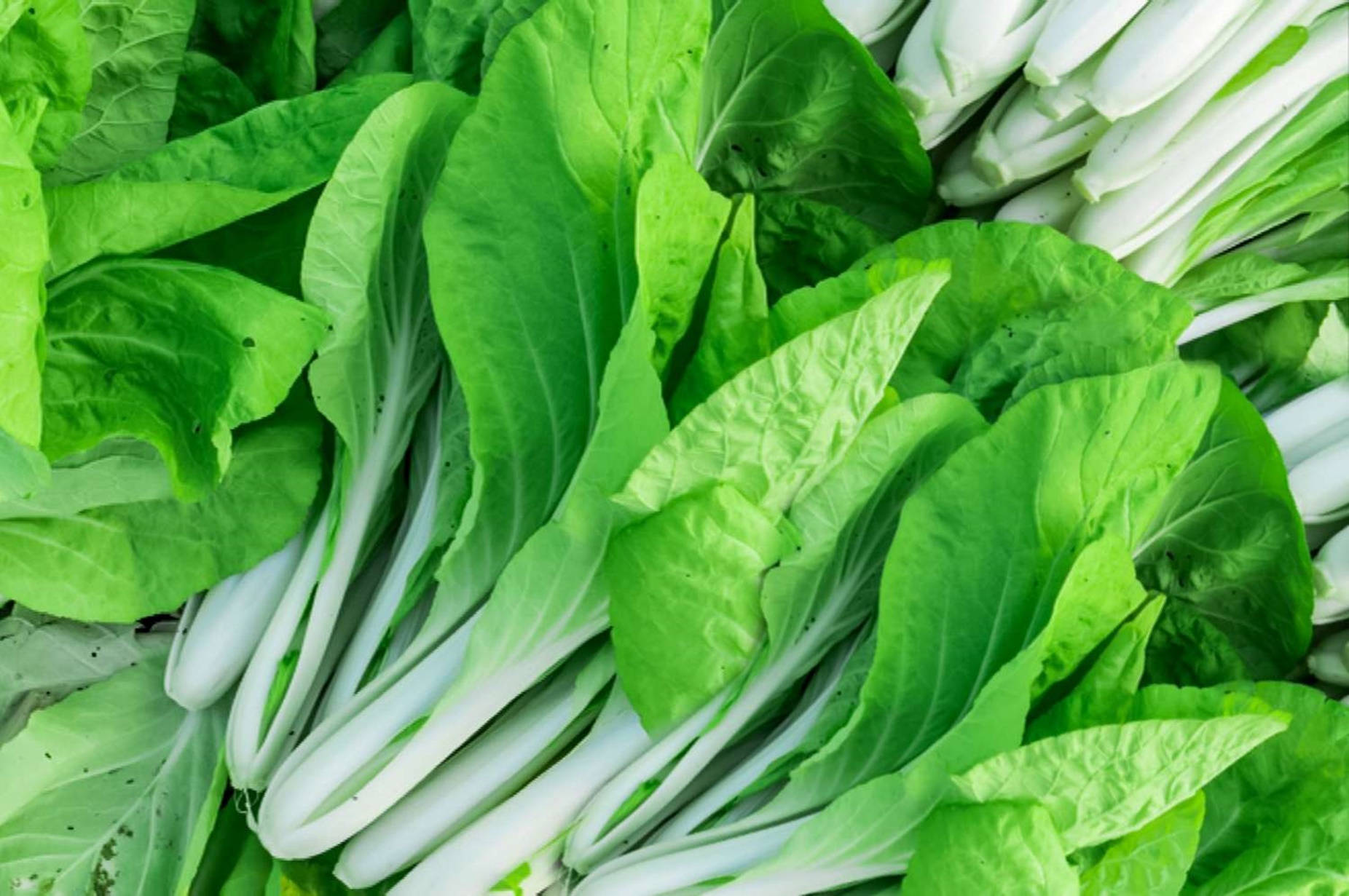 bok choy, crisp white stems, vibrant green leaves, HD Desktop Wallpaper