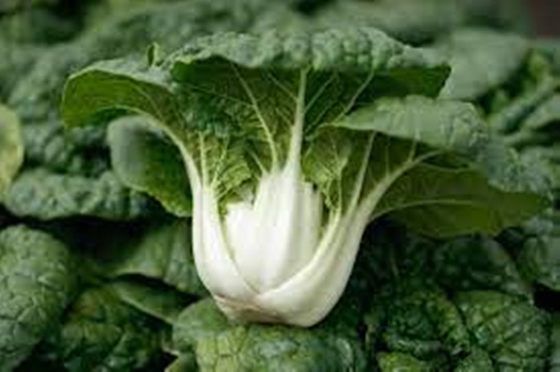 bok choy, crisp white stems, vibrant green leaves, HD Desktop Wallpaper