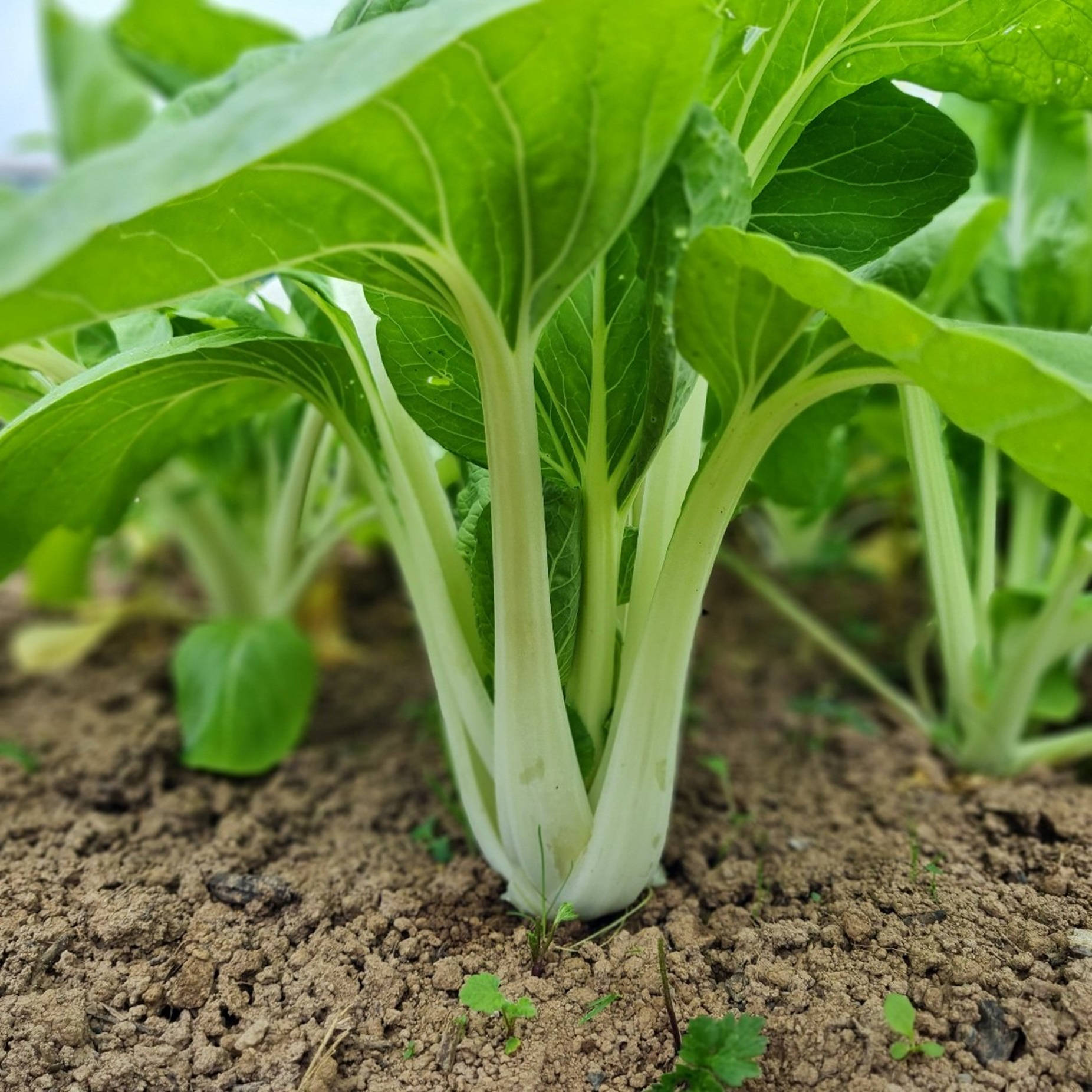 bok choy, Chinese cabbages, vibrant green leaves, HD Desktop Wallpaper