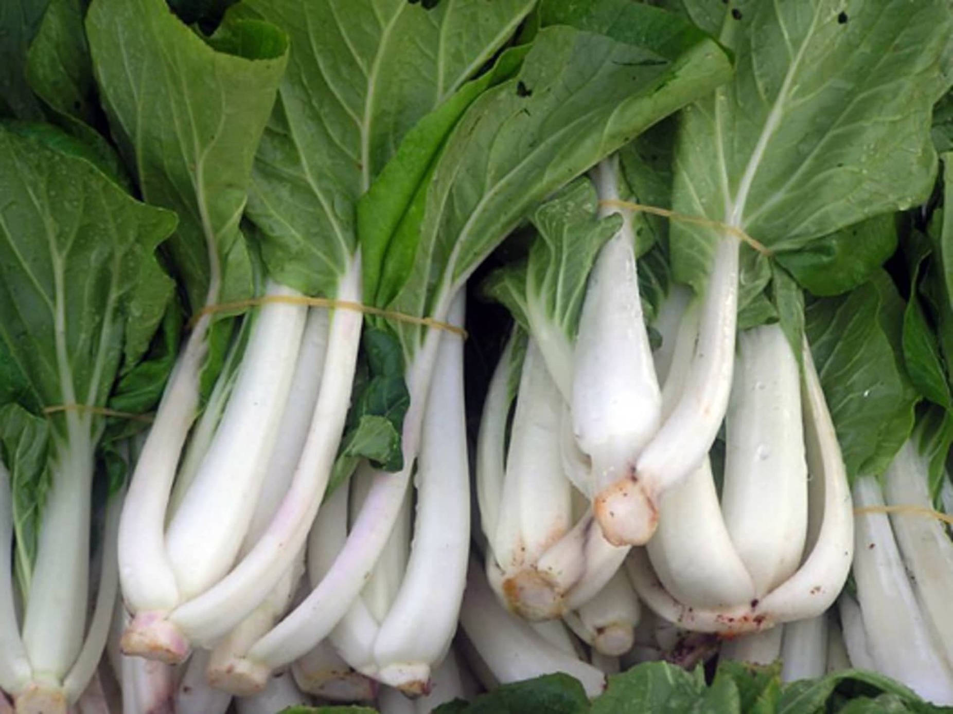 bok choy, crisp white, vibrant green leaves, HD Desktop Wallpaper