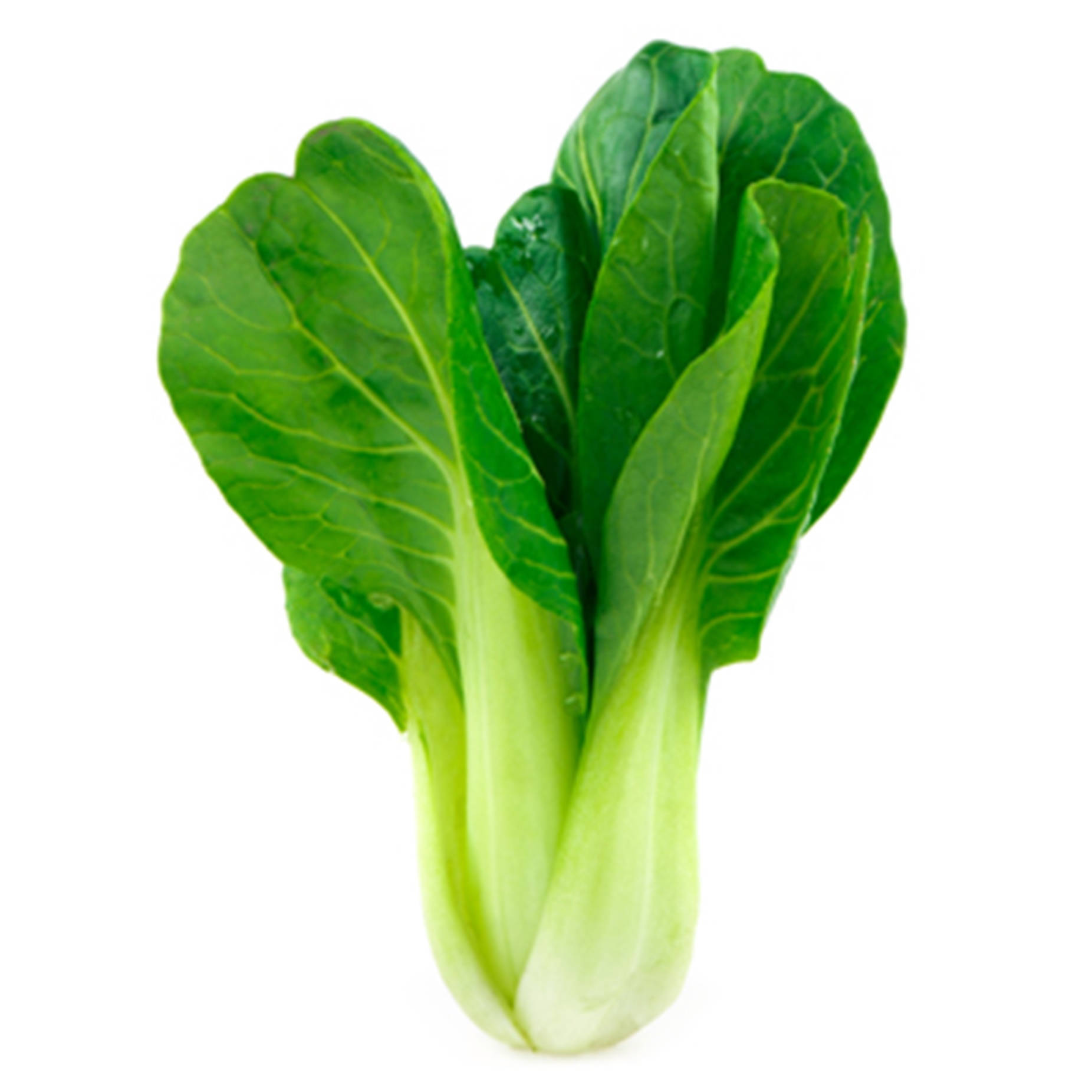 bok choy, green bok choy, Chinese cabbage, HD Desktop Wallpaper