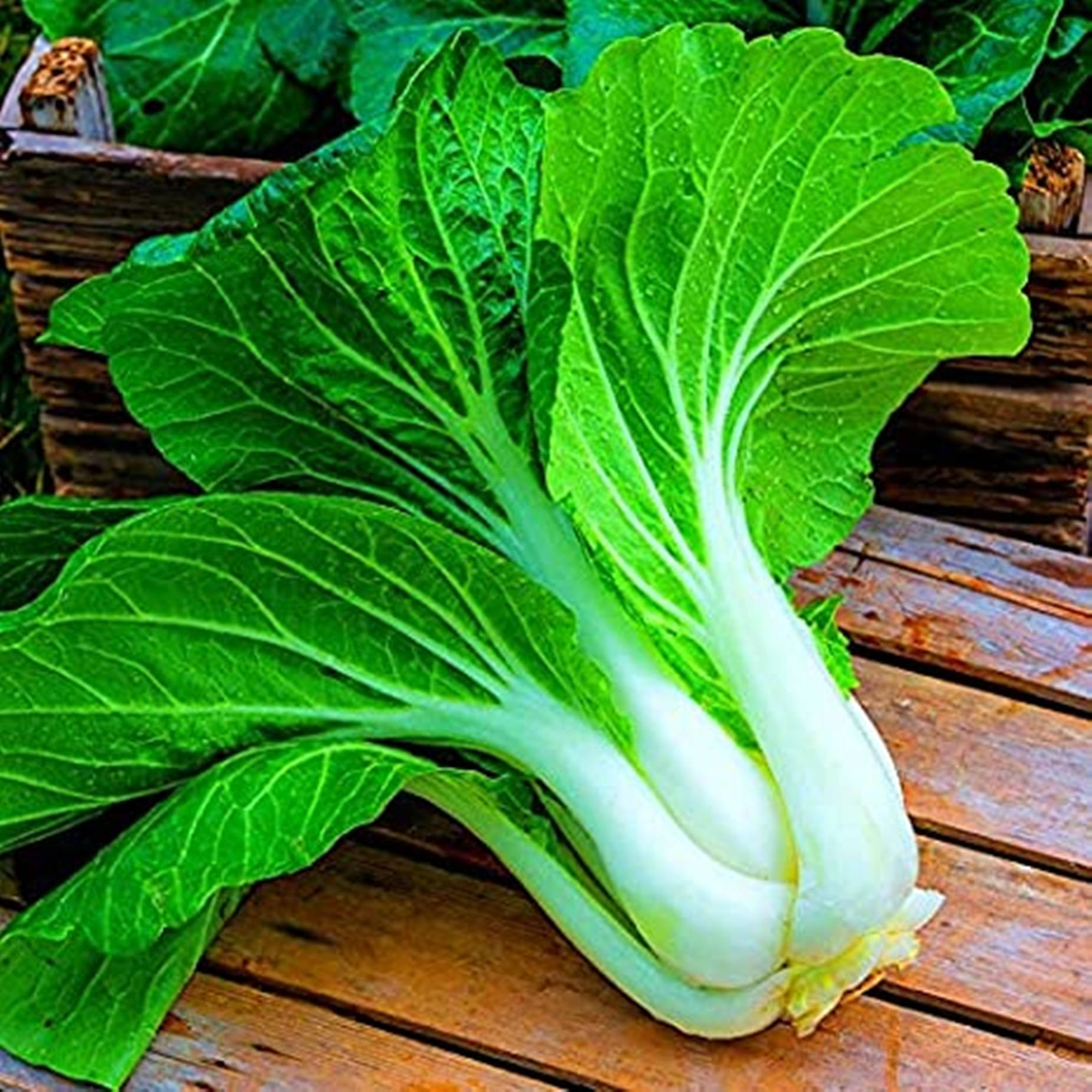 bok choy, organic bok choy cabbage, vibrant green, HD Desktop Wallpaper