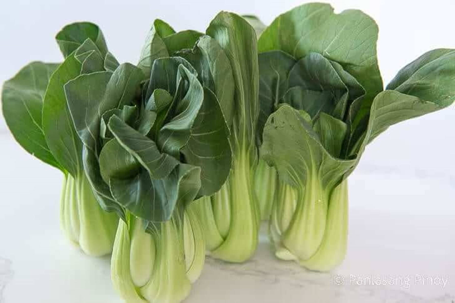 bok choy, Chinese cabbage, vibrant green leaves, HD Desktop Wallpaper