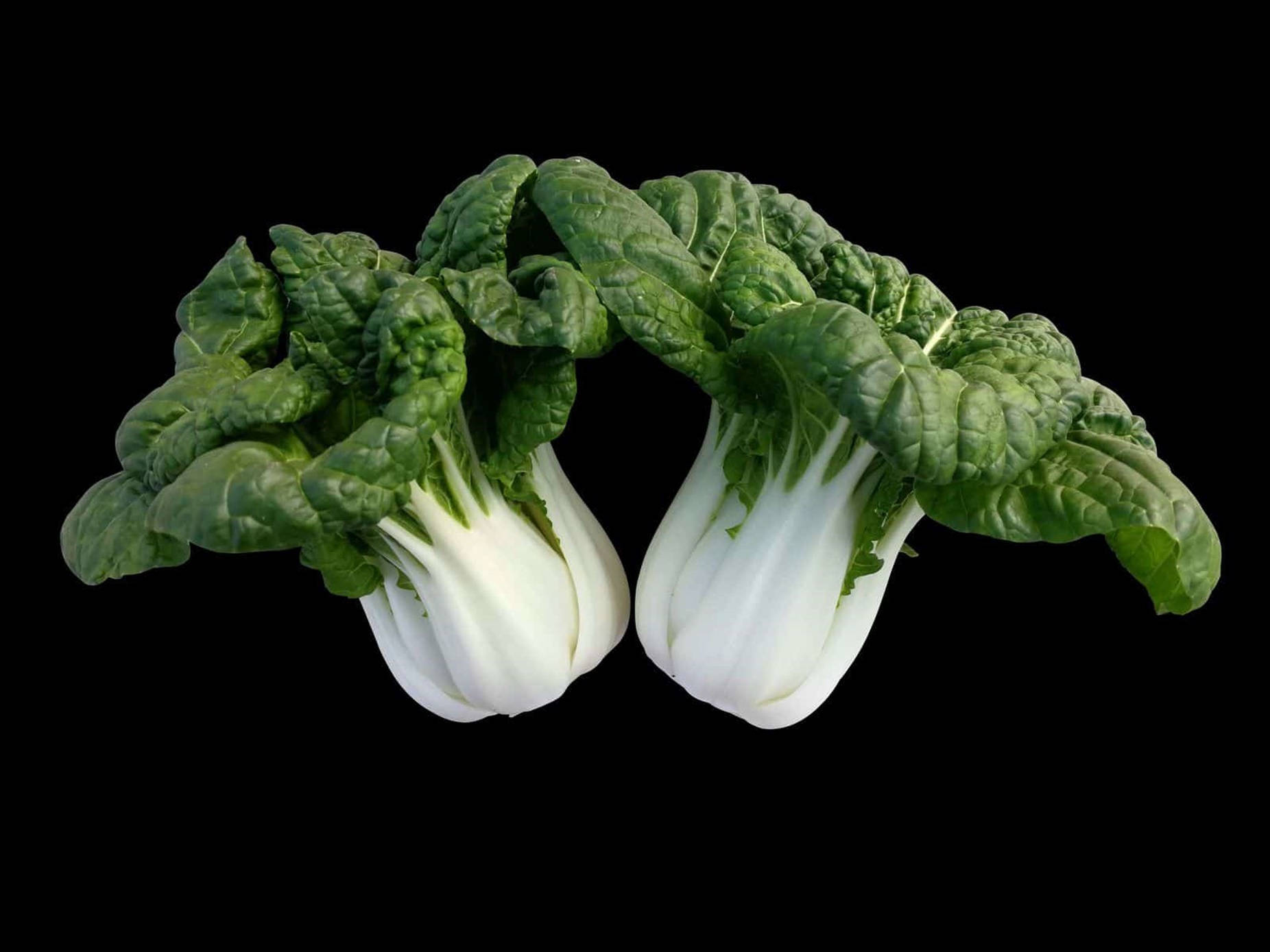 bok choy, vibrant green leaves, white stems, HD Desktop Wallpaper