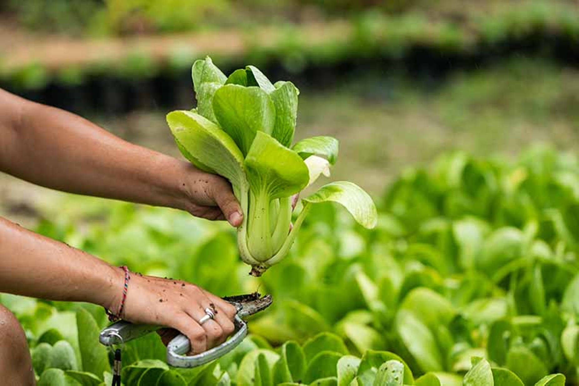 bok choy, Chinese cabbage, vegetable garden, HD Desktop Wallpaper