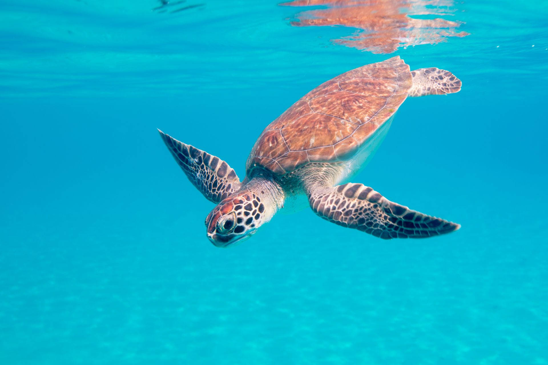Bonaire, sea turtle, crystal clear turquoise waters, Full HD Desktop Wallpaper