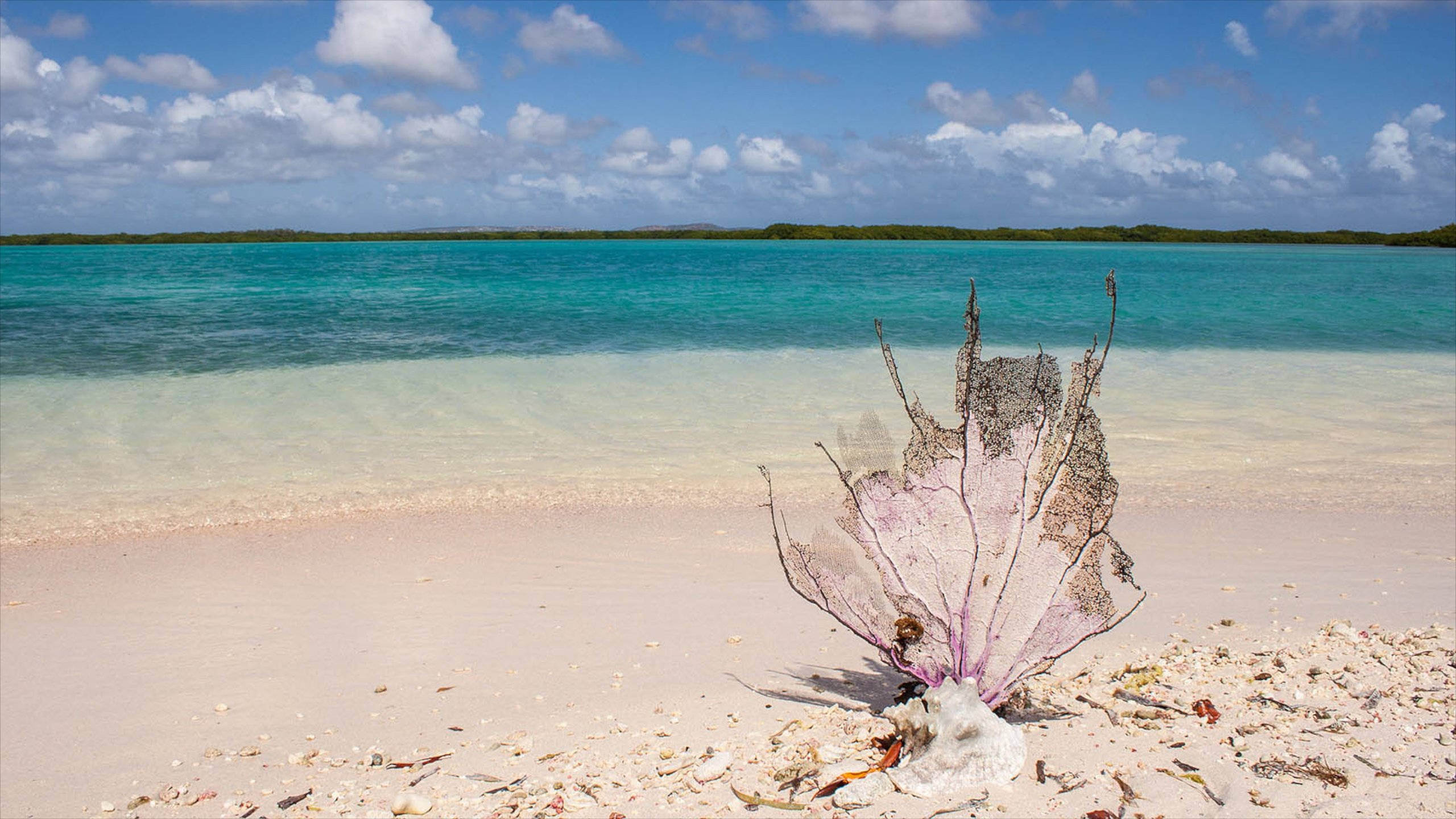 Bonaire, white sand, purple sea fan coral, 2K Desktop Wallpaper