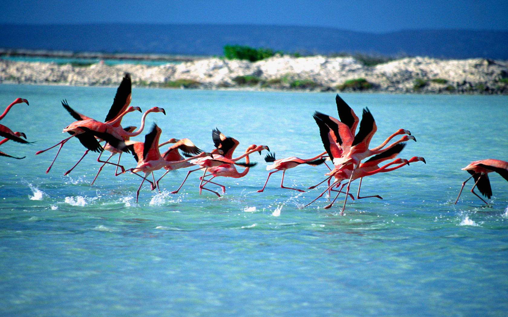 Bonaire, flamingos, turquoise water, HD Desktop Wallpaper