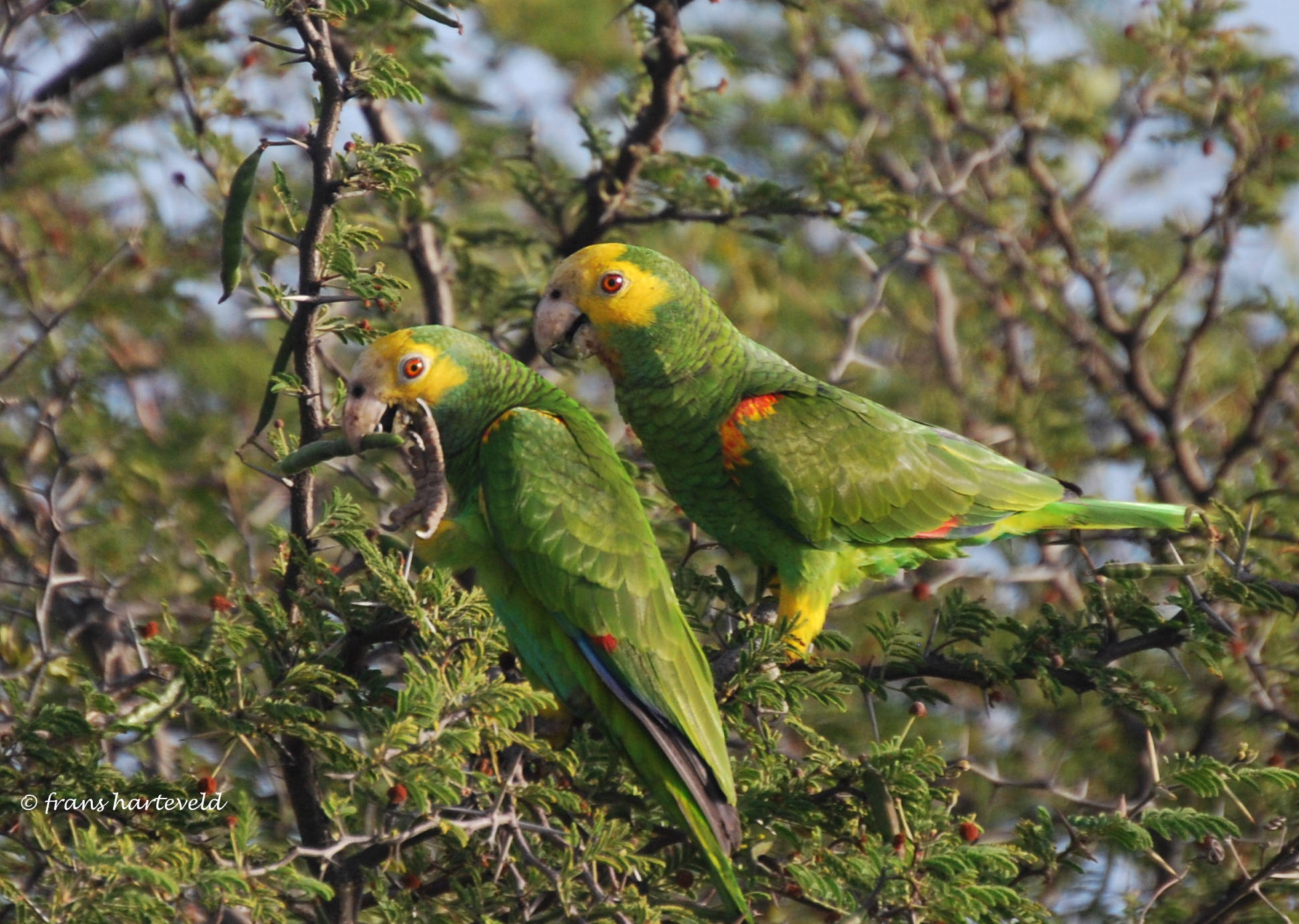 Bonaire, yellow parrot, vibrant green parrots, Full HD Desktop Wallpaper