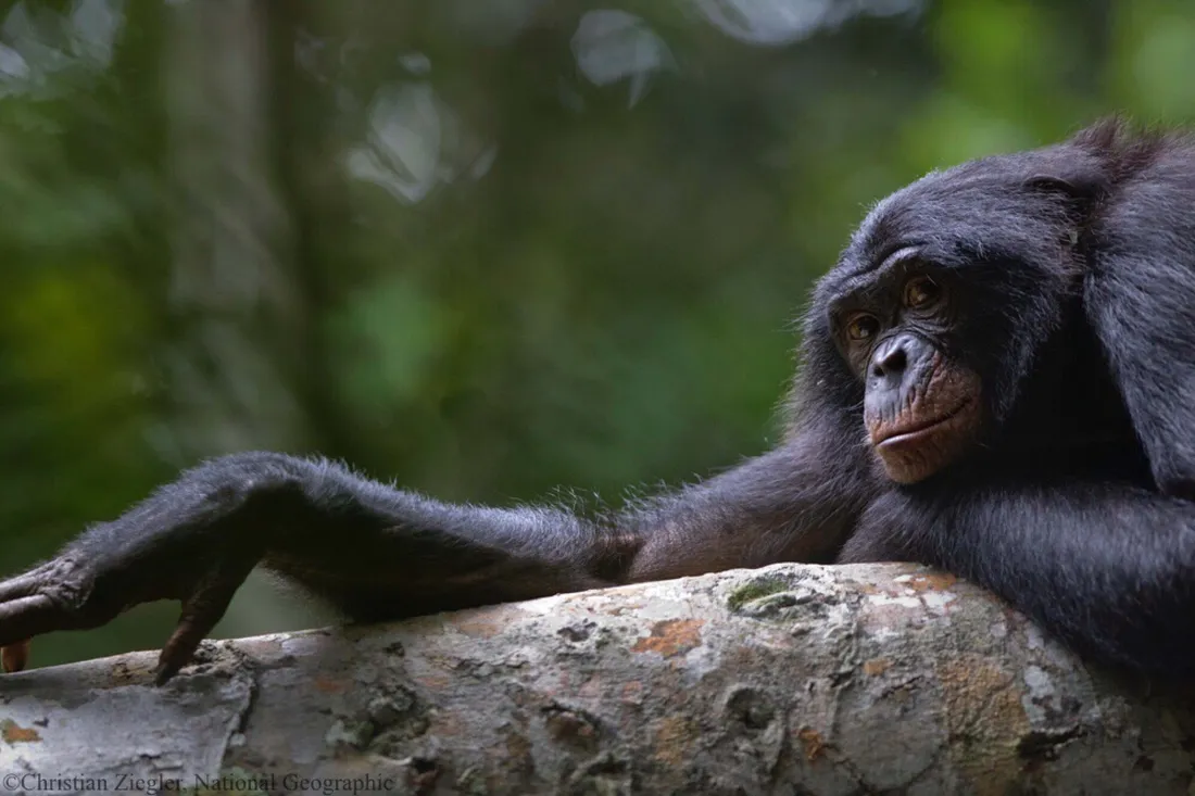 Bonobo