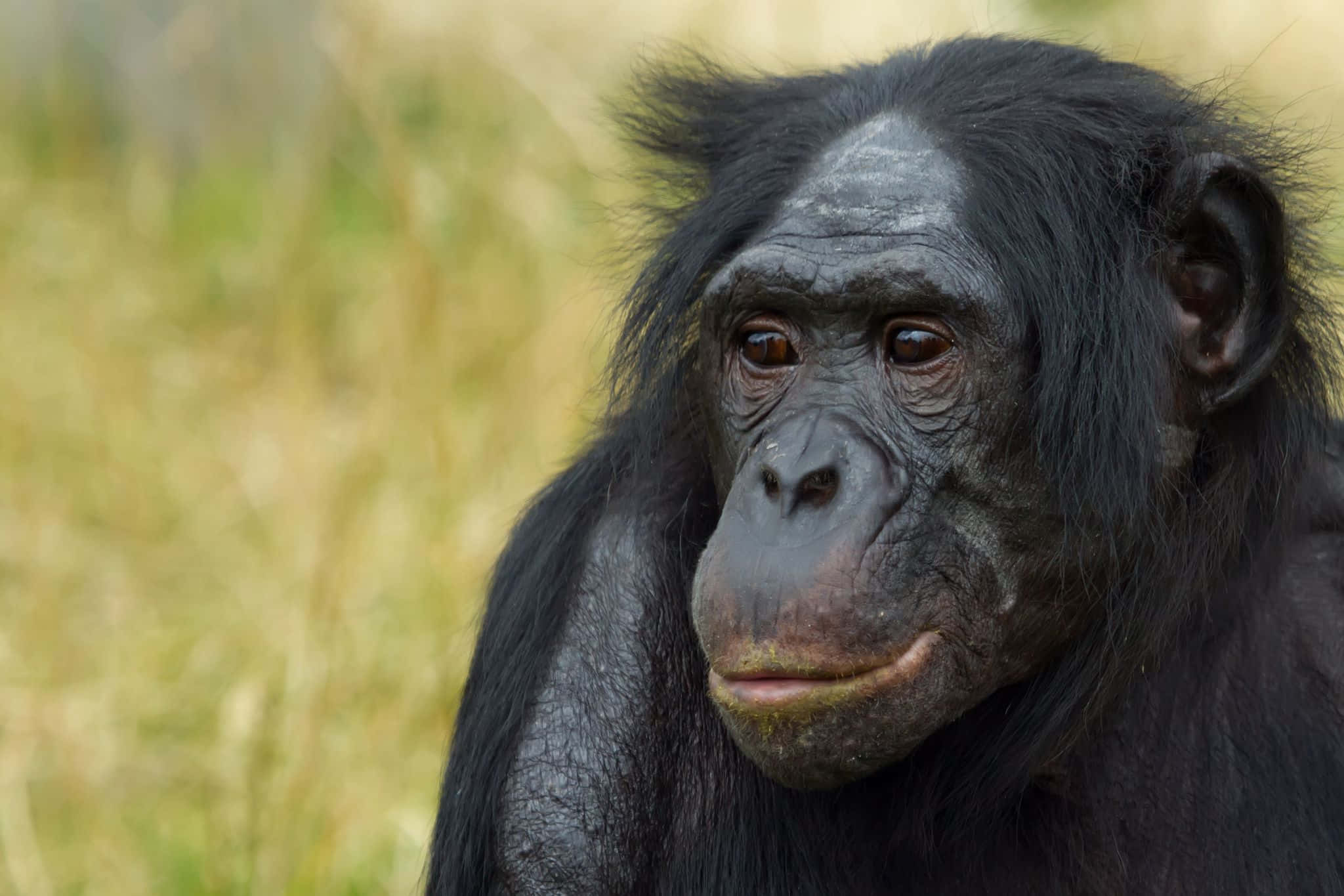 Bonobo, chimpanzee, dark fur, Full HD Desktop Wallpaper