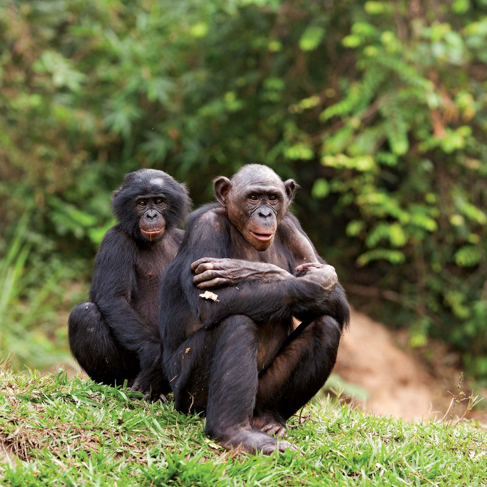 bonobos, pristine green forest, lush green foliage, HD Desktop Wallpaper