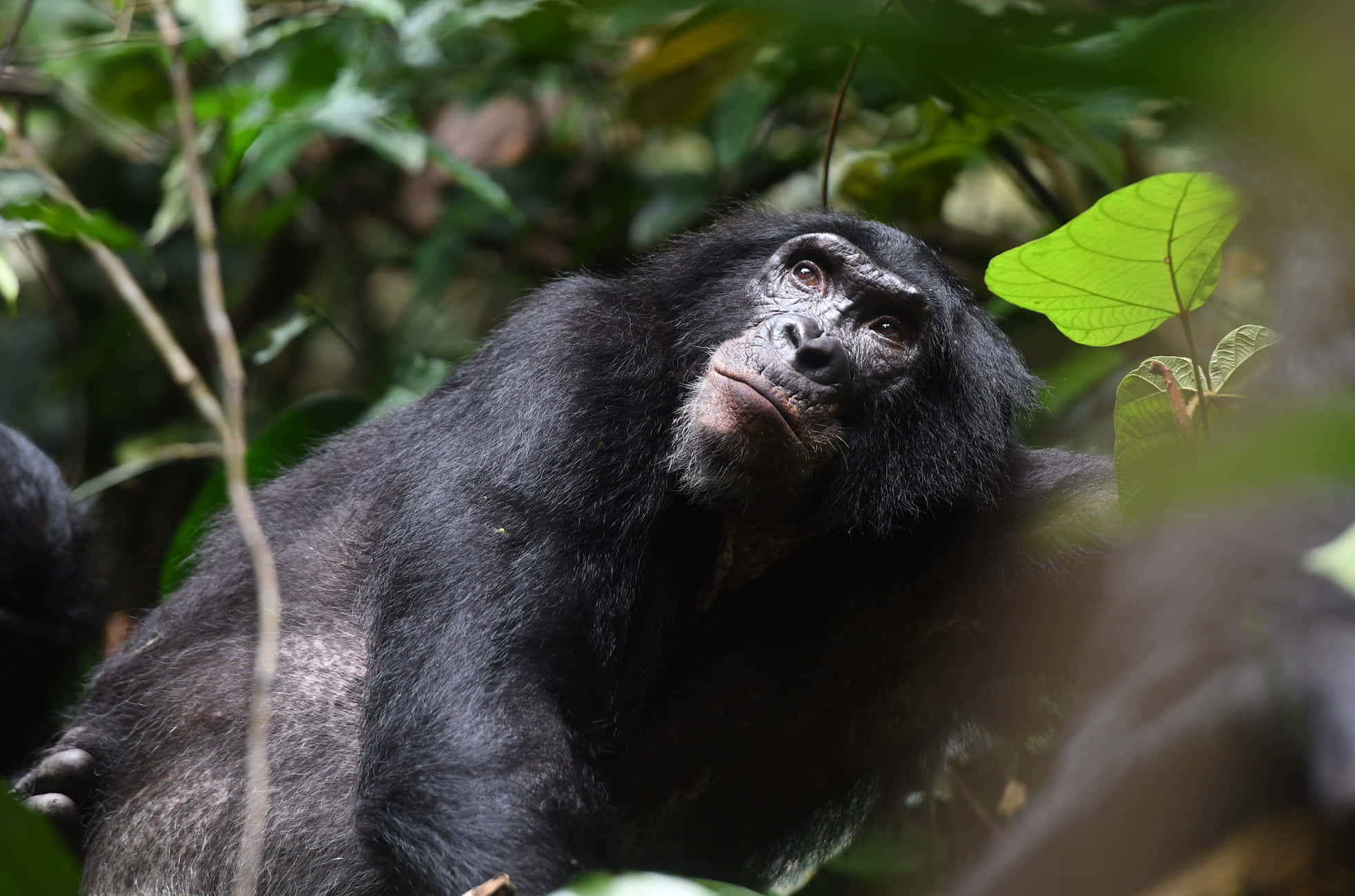 Bonoboin, natural habitat, chimpanzee, Full HD Desktop Wallpaper