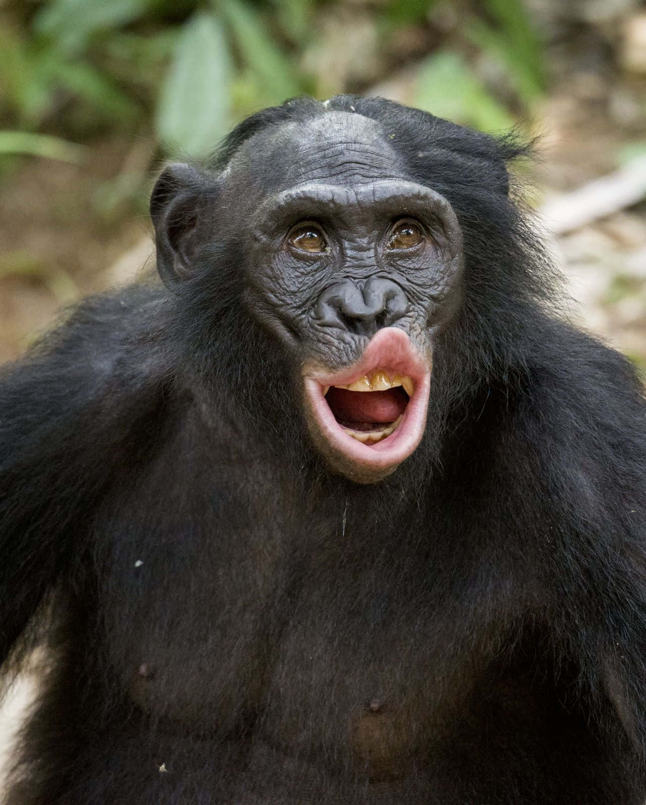 Bonobo, lush green forest, dark fur, HD Phone Wallpaper