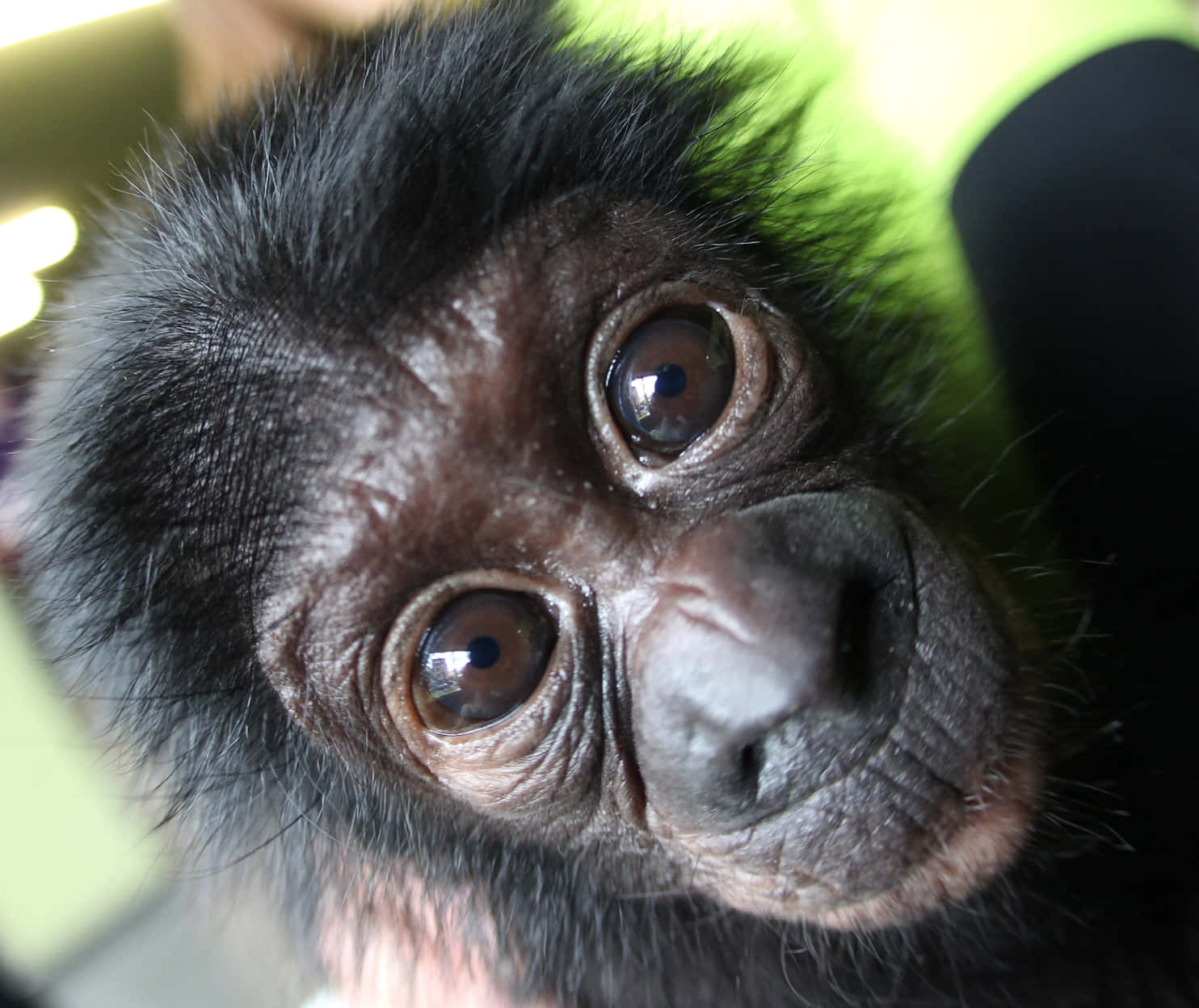 bonobo, baby monkey, large curious eyes, HD Desktop Wallpaper