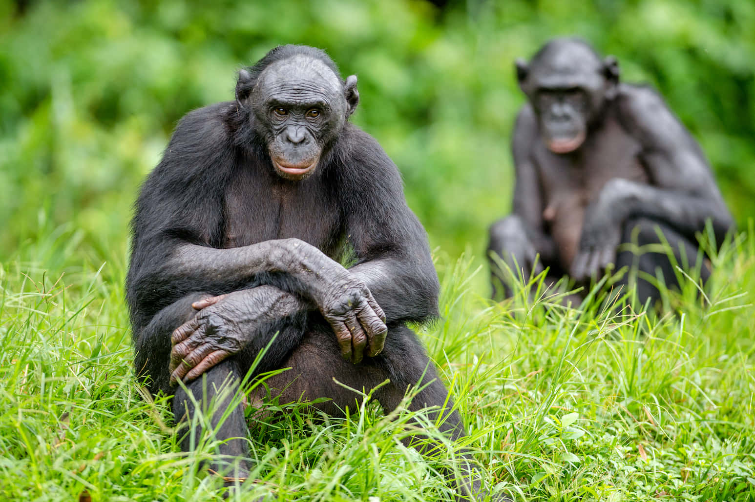 Bonobo, vibrant green grass, sharp focus, HD Desktop Wallpaper