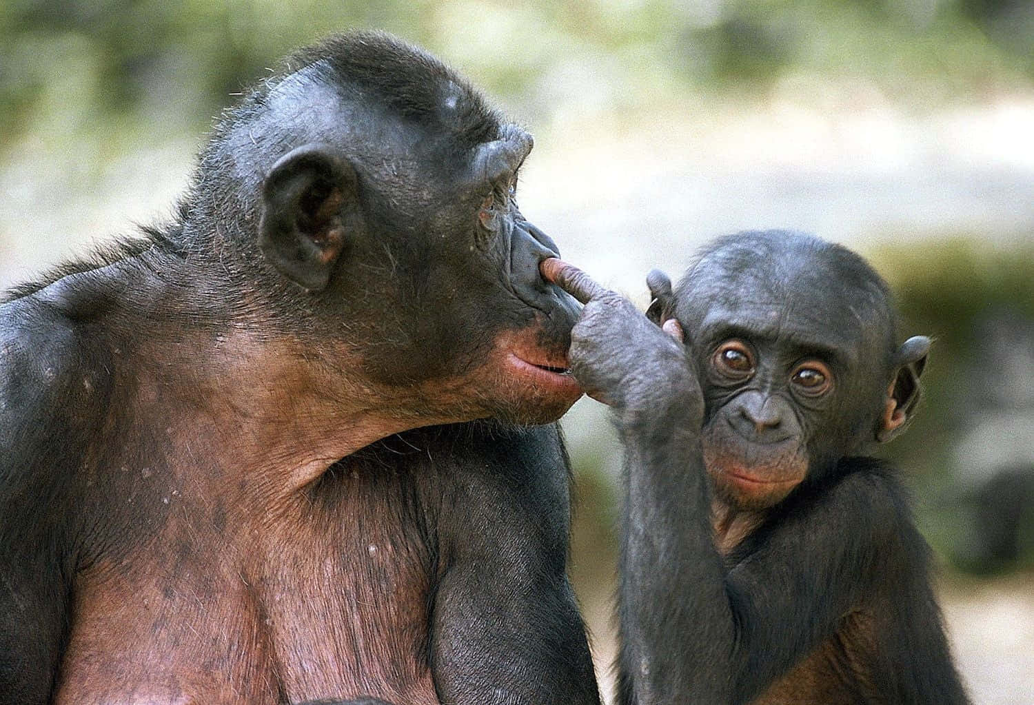 Bonobo, mother and child, tender moment, HD Desktop Wallpaper