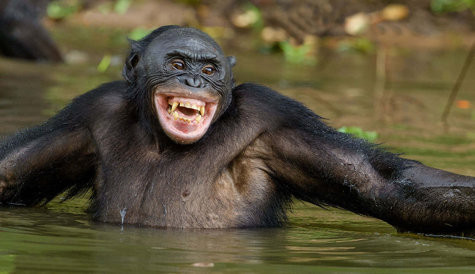 Bonobo, smilingin water, young chimpanzee, HD Desktop Wallpaper