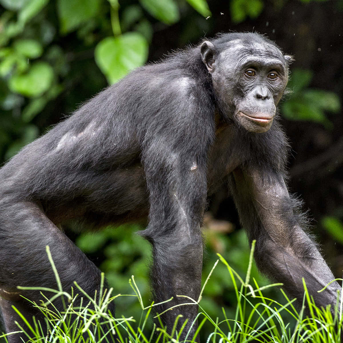 Bonoboin, natural habitat, chimpanzee, SD Desktop Wallpaper