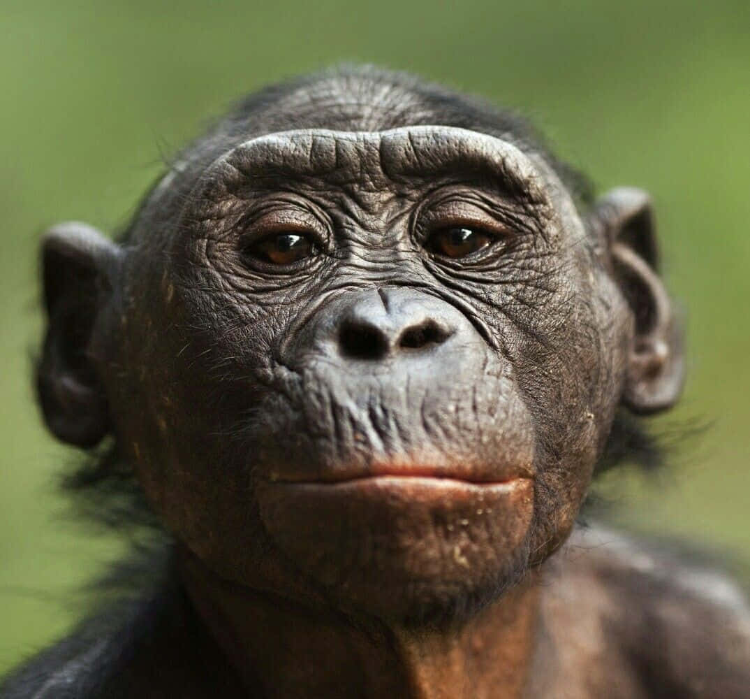 Bonobo, chimpanzee, deep-set eyes, SD Desktop Wallpaper