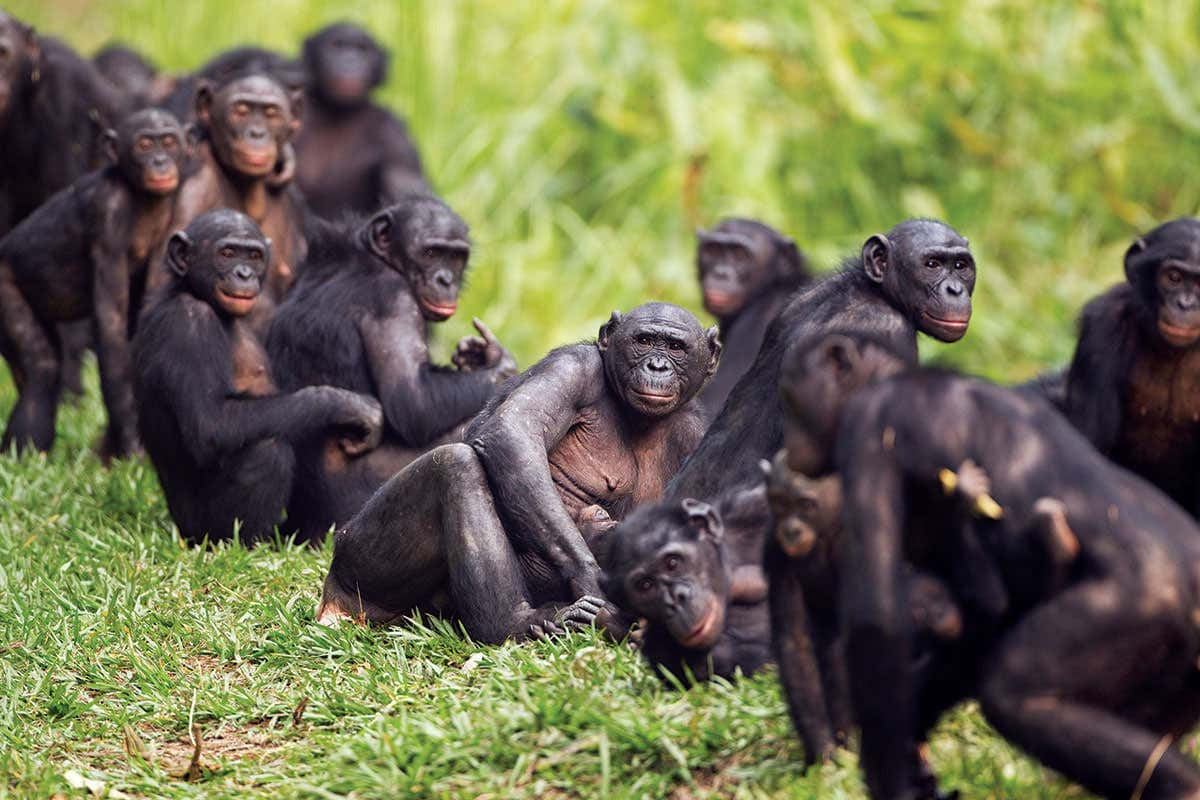 Bonobo, grassland, chimpanzees, SD Desktop Wallpaper