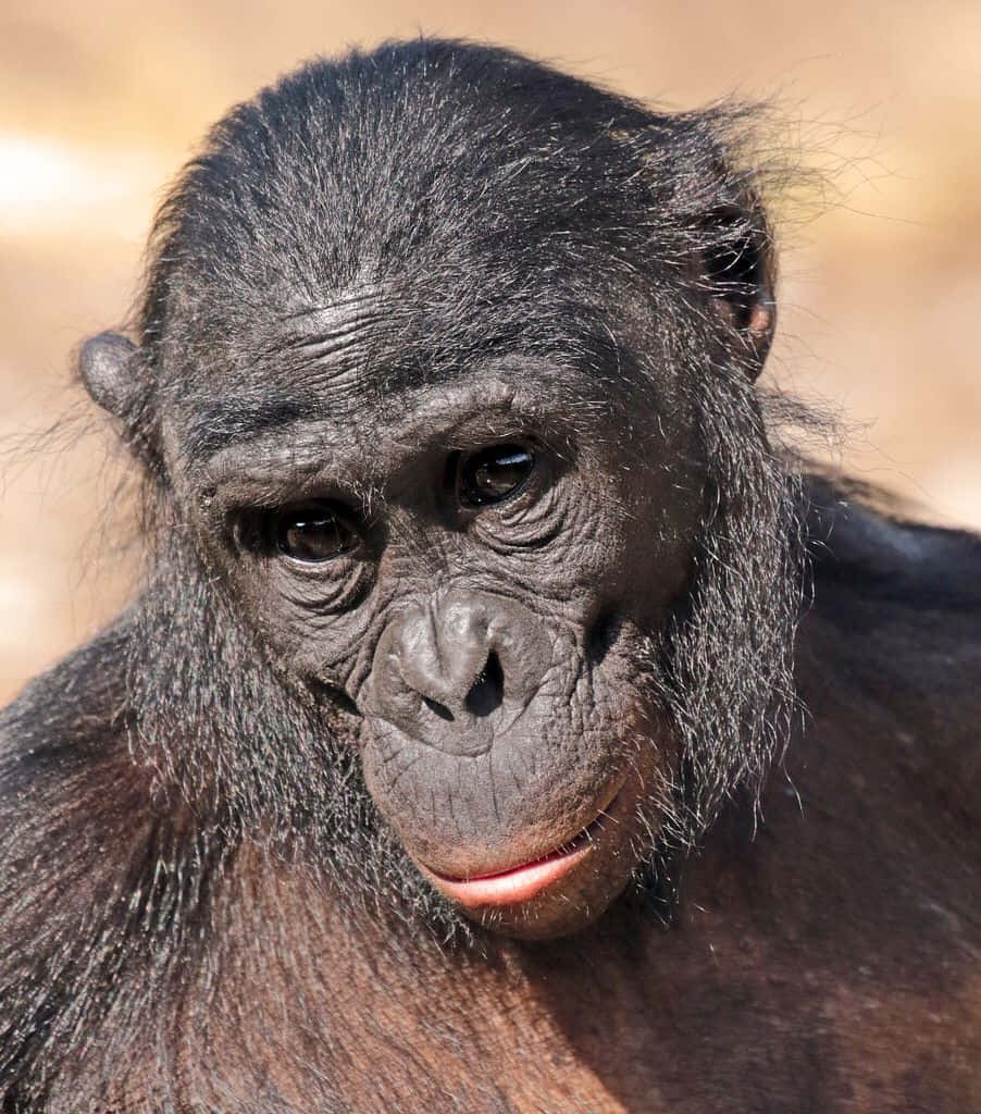 Bonobo, chimpanzee, dark fur, SD Phone Wallpaper