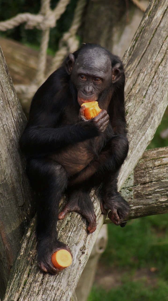 Bonobo, weathered wooden beam, bright orange fruit, HD Phone Wallpaper
