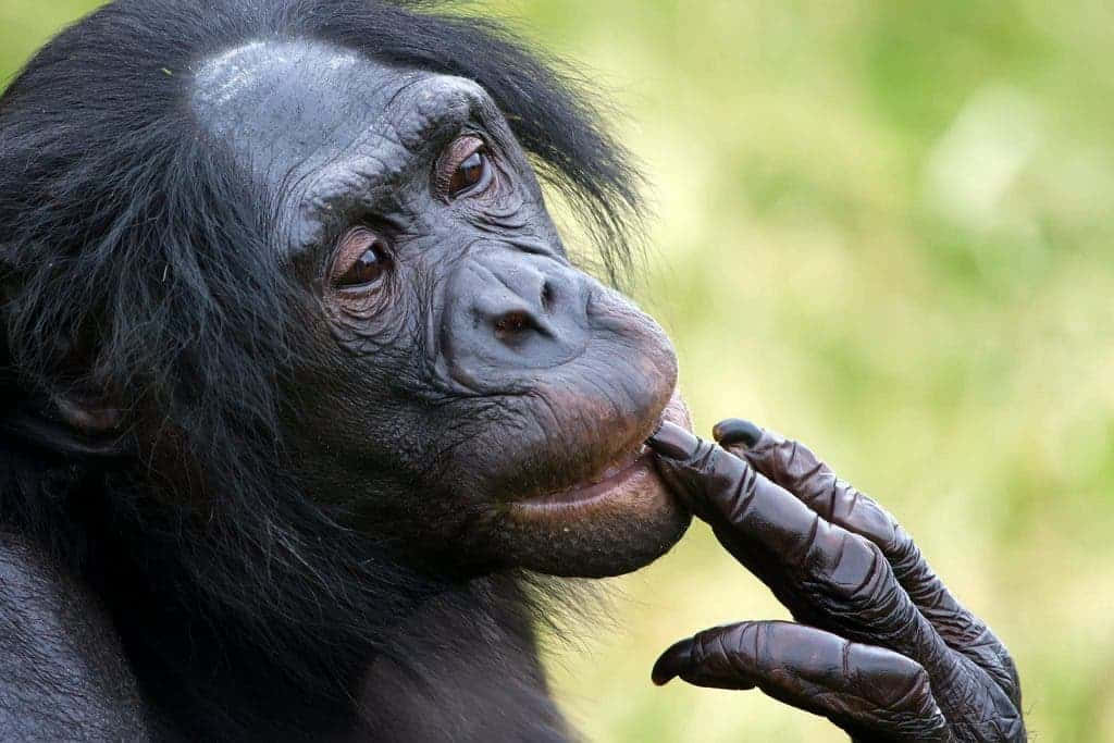 Bonobo, natural habitat, dark fur, SD Desktop Wallpaper