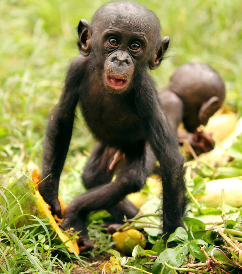 Bonobo, baby chimpanzee, lush green grass, SD Phone Wallpaper