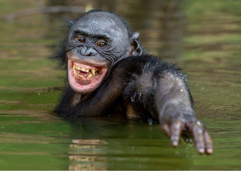 Bonobo, green water, toothy grin, SD Desktop Wallpaper