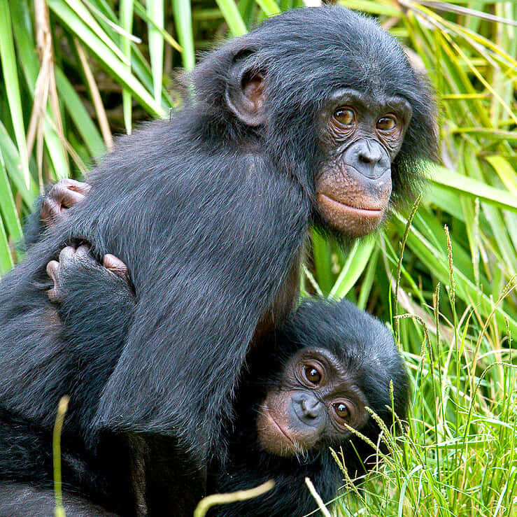 Bonobo, mother and infant, chimpanzees, SD Desktop Wallpaper