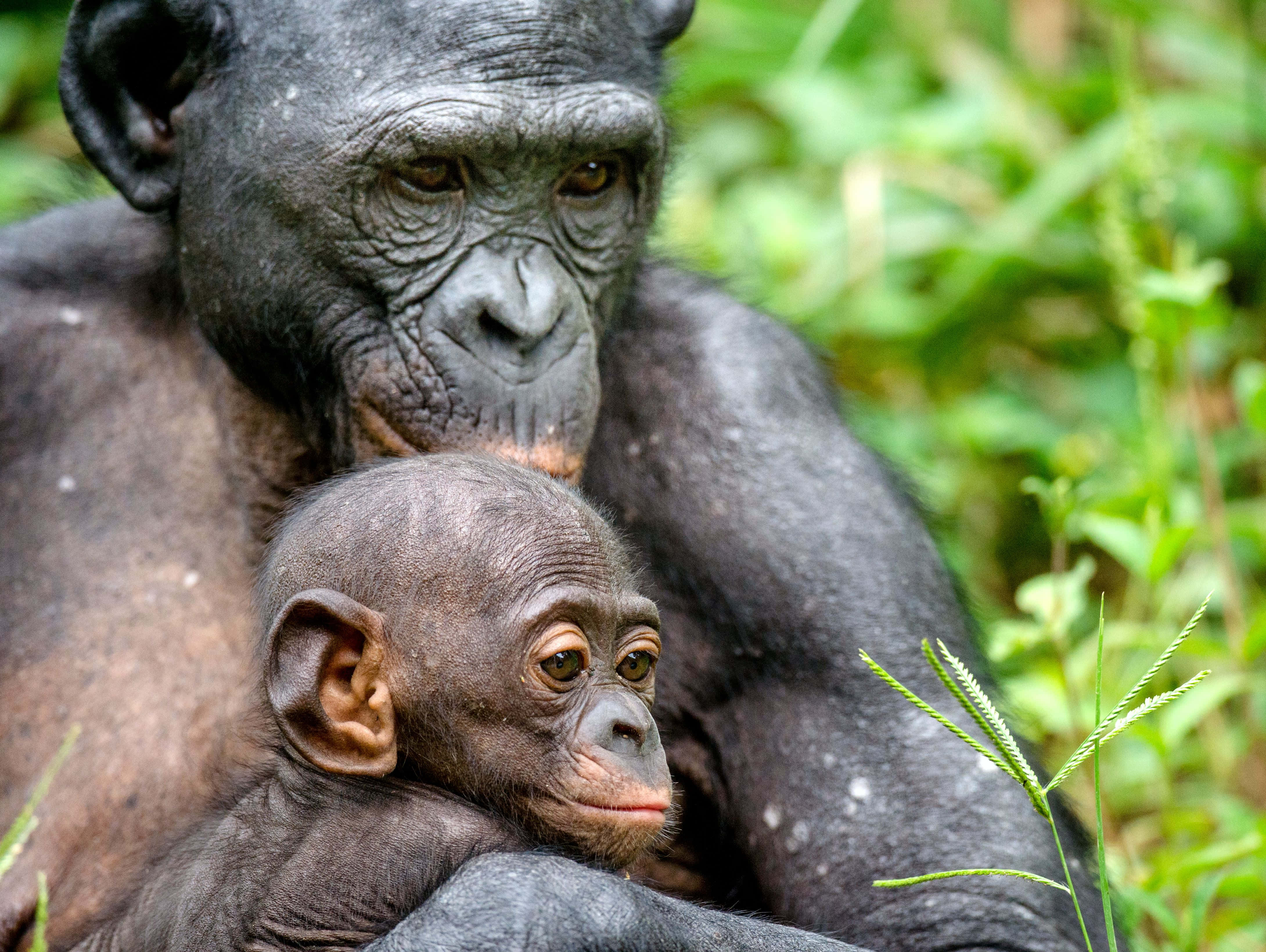 Bonobo, mother and infant, chimpanzee, 4K Desktop Wallpaper