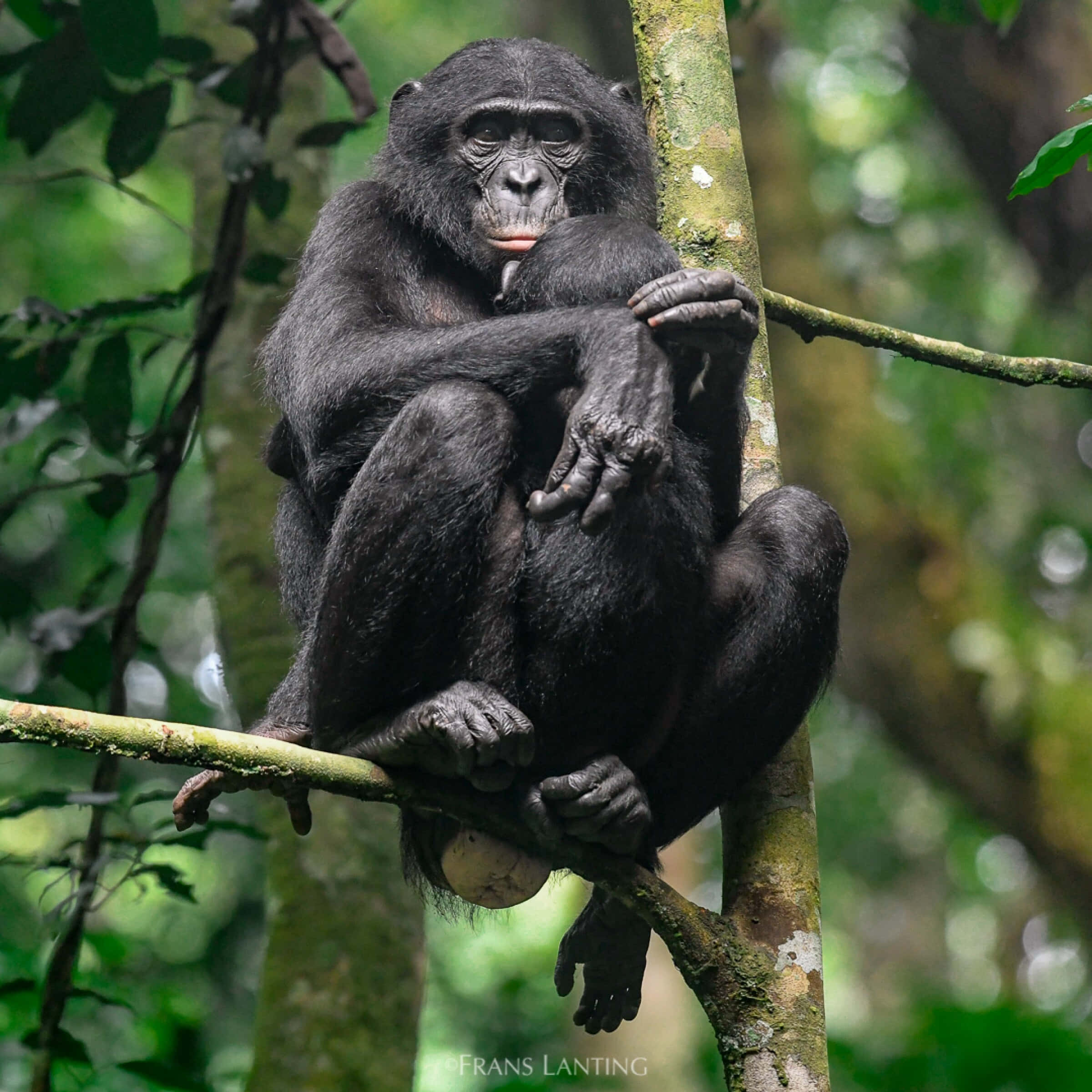 Bonoboin, chimpanzee, tree branch, Full HD Desktop Wallpaper