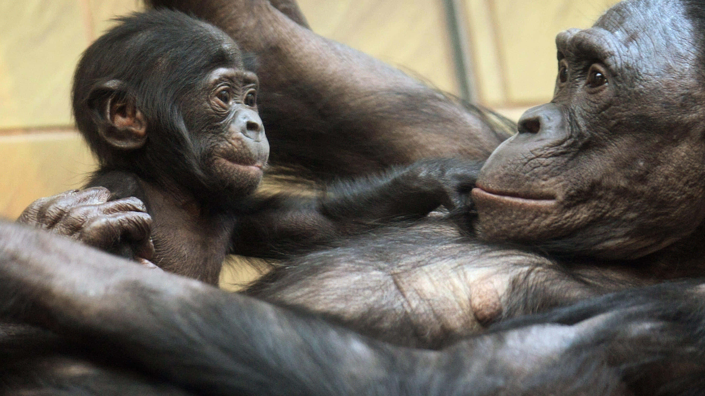 Bonobo, baby chimpanzee, mother, 2K Desktop Wallpaper